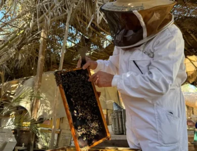 أزمة المياه والجفاف يهددان حياة النحل في البصرة العراقية