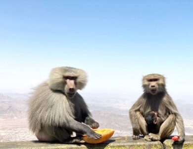 تعليم الطائف للطلاب والمجتمع المحلي: لا تطعموا قرود البابون! - أخبار السعودية