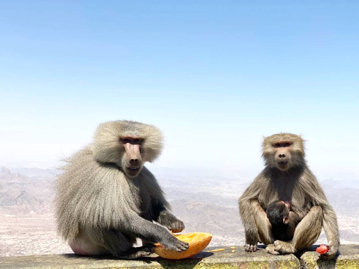 تعليم الطائف للطلاب والمجتمع المحلي: لا تطعموا قرود البابون! - أخبار السعودية