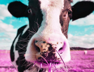 لغز الأحذية المرسلة إلى جزيرة تعيش فيها الأبقار فقط - أخبار السعودية