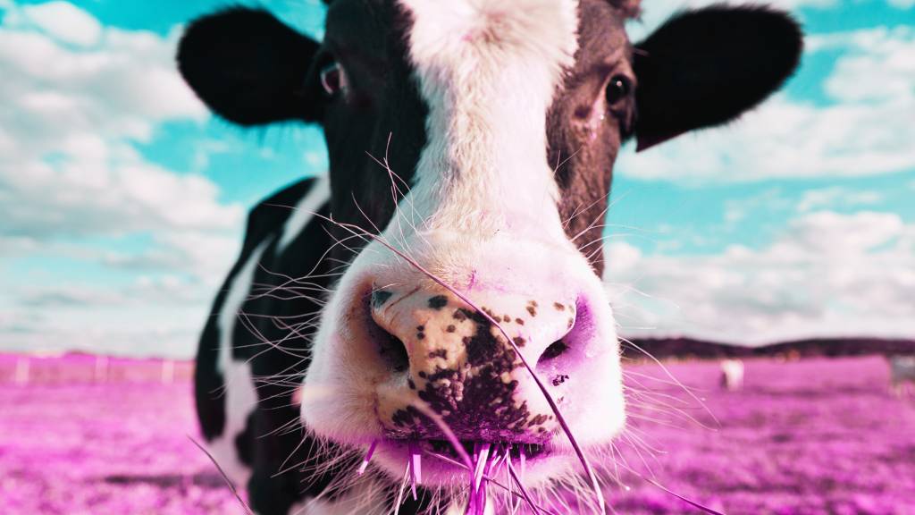 لغز الأحذية المرسلة إلى جزيرة تعيش فيها الأبقار فقط - أخبار السعودية