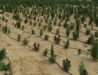 مصر: ضبط 55 طن مخدرات بـ 1,600,000,000 جنيه في الإسماعيلية - أخبار السعودية