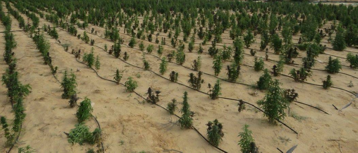 مصر: ضبط 55 طن مخدرات بـ 1,600,000,000 جنيه في الإسماعيلية - أخبار السعودية