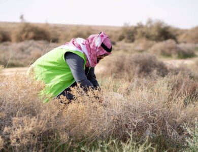 نثر 80 طناً من البذور لإحياء المراعي في 33 موقعاً - أخبار السعودية