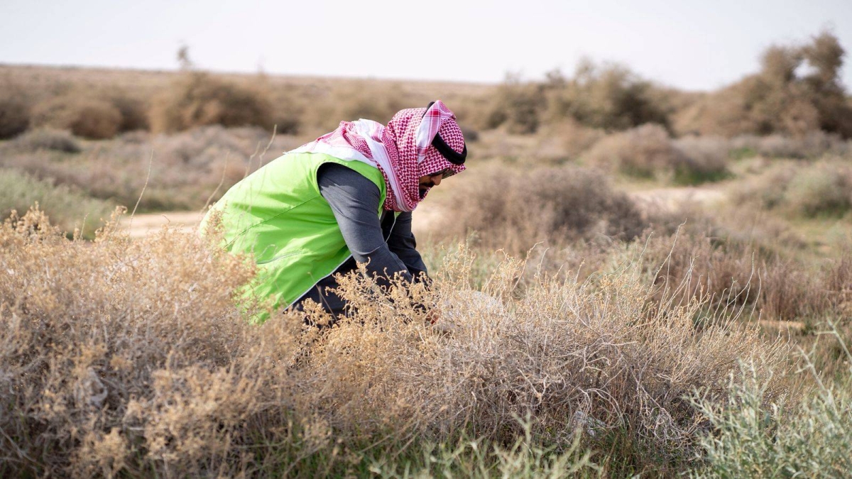 نثر 80 طناً من البذور لإحياء المراعي في 33 موقعاً - أخبار السعودية