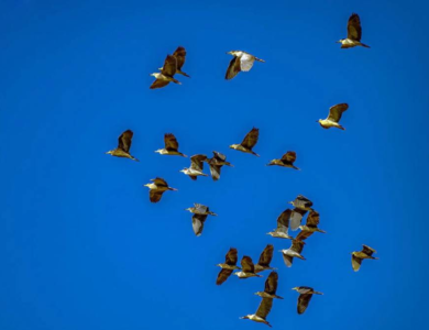 «بلشون الليل».. المهاجر يعبر سماء الحدود الشمالية - أخبار السعودية