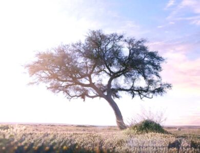 من «شعيب البدع» و«درب زبيدة».. محمية الإمام تركي نموذج لتوازن الطبيعة والتنمية - أخبار السعودية