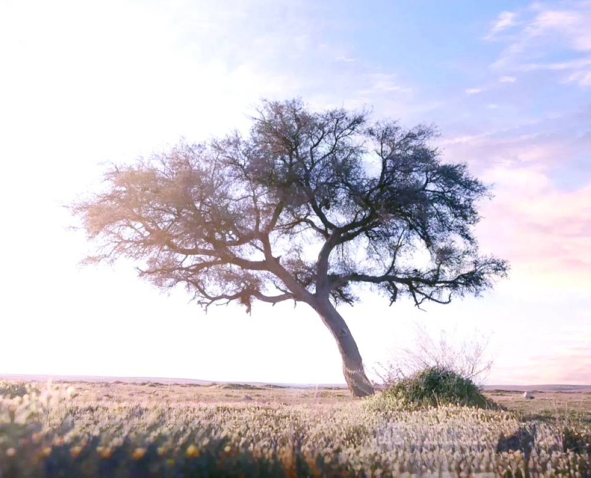 من «شعيب البدع» و«درب زبيدة».. محمية الإمام تركي نموذج لتوازن الطبيعة والتنمية - أخبار السعودية